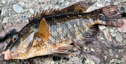 Rafa - Corkwing Wrasse